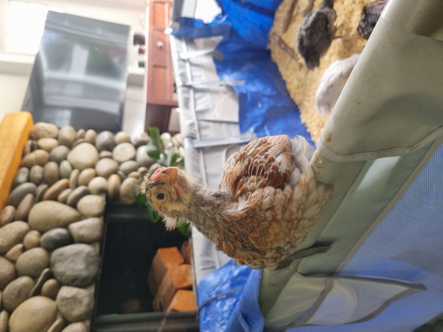 A young pullet exploring near river rock landscaping