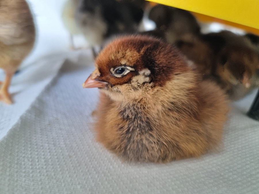 Close-up portrait of an Easter Egger chick