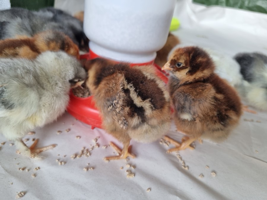 Chicks feeding and drinking at a waterer