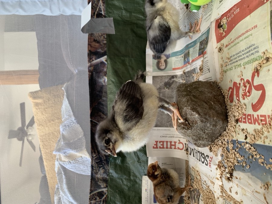 Chicks in the brooder, bedded down on newspaper