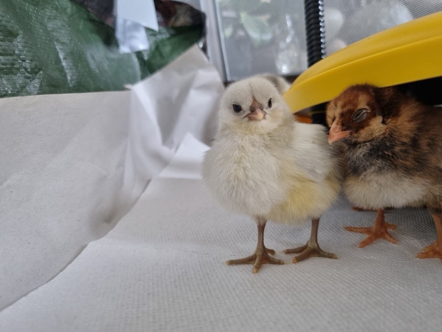 Fluffy chicks warming under a heat lamp