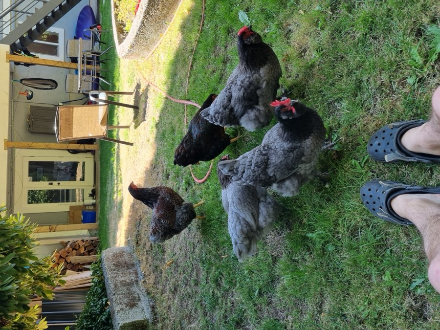 The flock free-ranging in a Squamish backyard