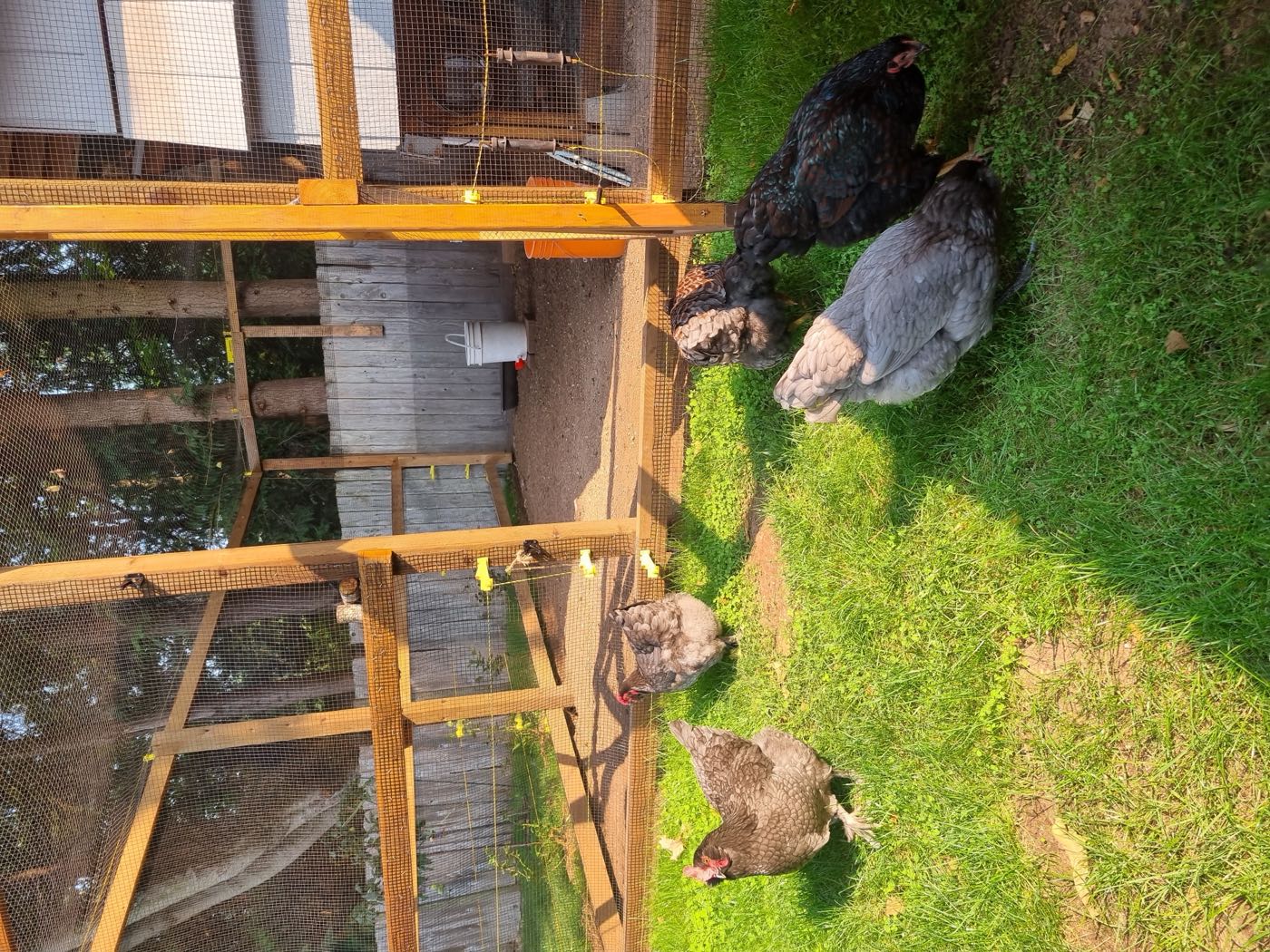 The Happy Hens Squamish flock free-ranging in a custom-built coop and run in Squamish, BC