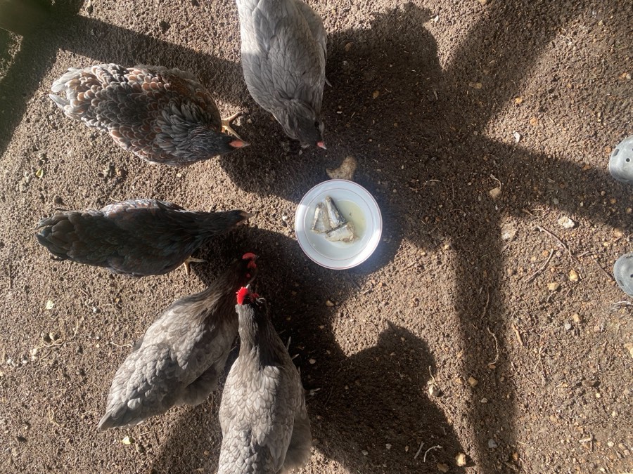 The flock gathered around a treat plate