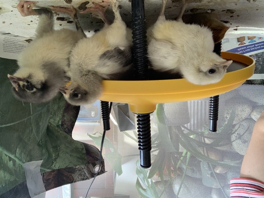 Fluffy chicks gathered at the feeder