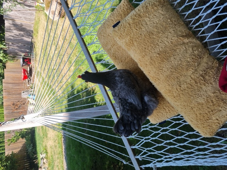 A hen perched on a backyard hammock on a sunny day