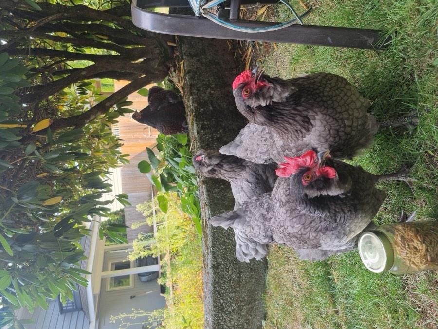 Hens exploring near the garden beds