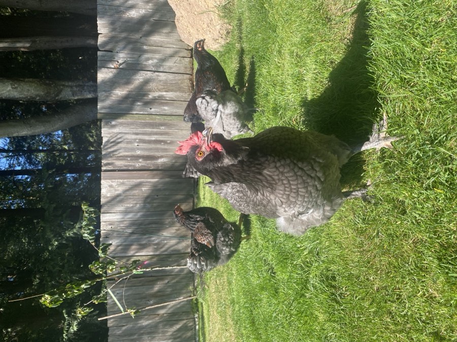 Hens wandering along a backyard boardwalk