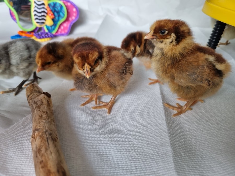 Newly hatched chicks on paper towel bedding
